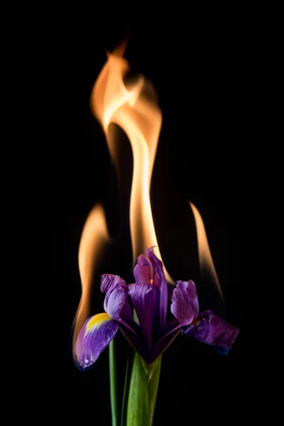Iris flower on fire — Stock Photo, Image