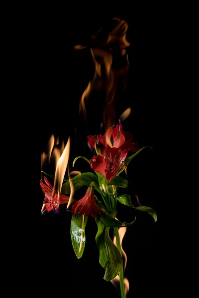 火上のアルストロメリアの花 — ストック写真