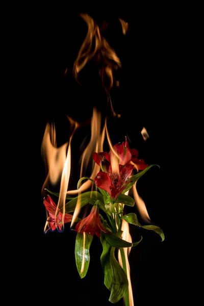 火上のアルストロメリアの花 — ストック写真