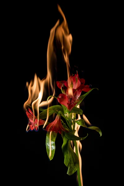 Alstroemeria flower on fire — Stock Photo, Image