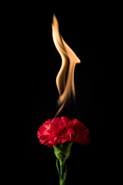 Nelkenblüte in Flammen — Stockfoto