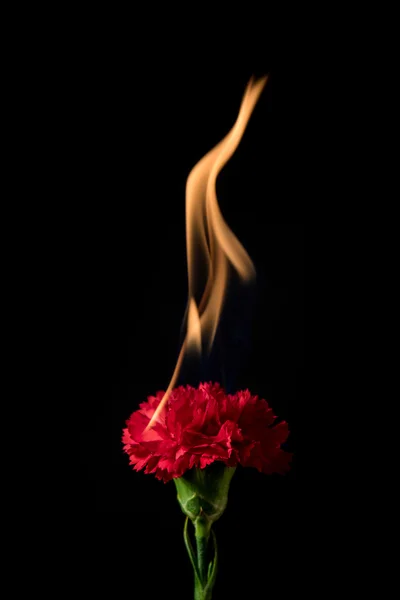 Nelkenblüte in Flammen — Stockfoto