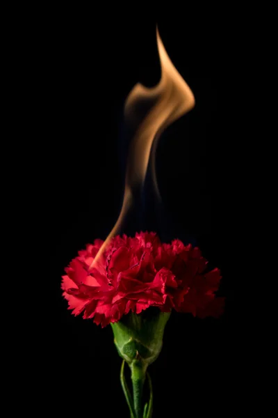 Nelkenblüte in Flammen — Stockfoto