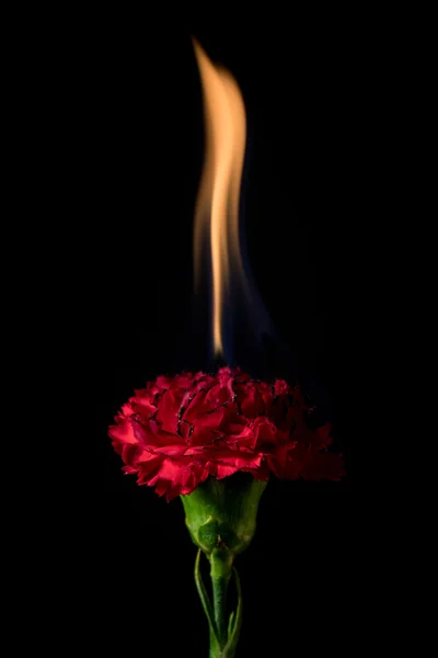 Nelkenblüte in Flammen — Stockfoto