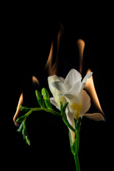 White freesia flower on fire — Stock Photo, Image