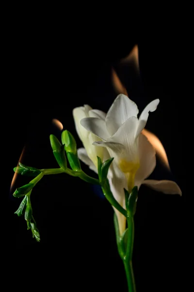 火上の白いフリージアの花 — ストック写真