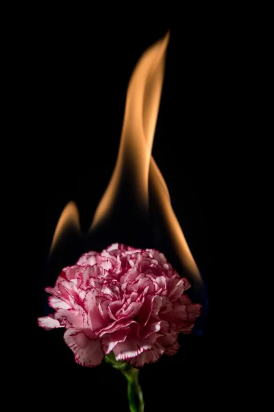 Goździk kwiat na ogień — Zdjęcie stockowe