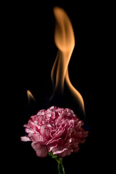 Carnation blomma i brand — Stockfoto