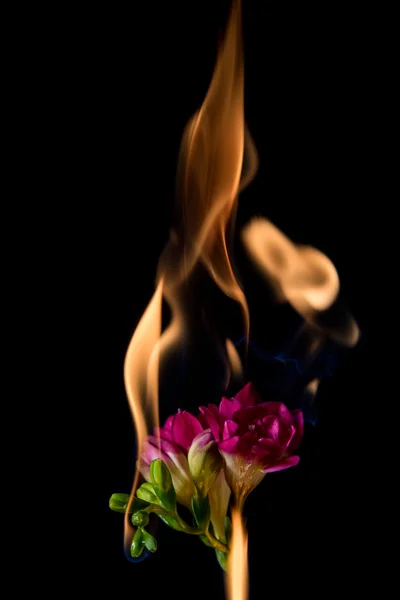 Freesia-Blume in Flammen — Stockfoto