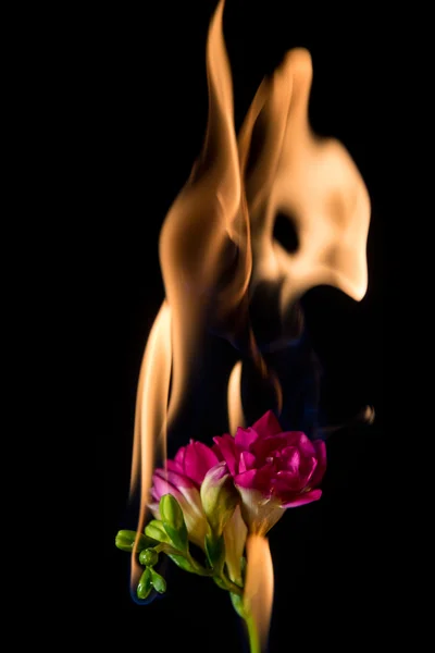 火上のフリージアの花 — ストック写真