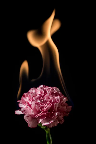 Goździk kwiat na ogień — Zdjęcie stockowe