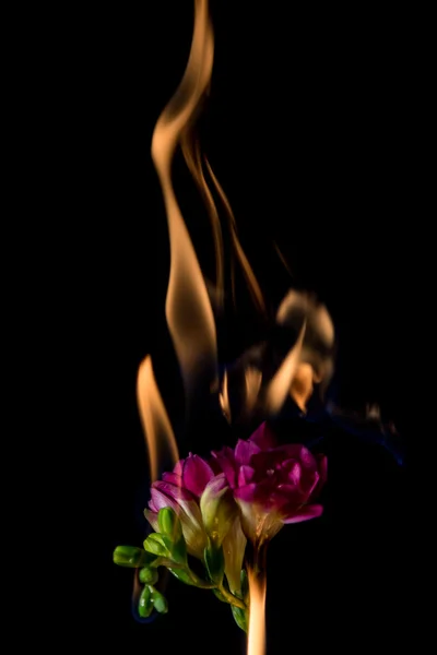Freesia-Blume in Flammen — Stockfoto