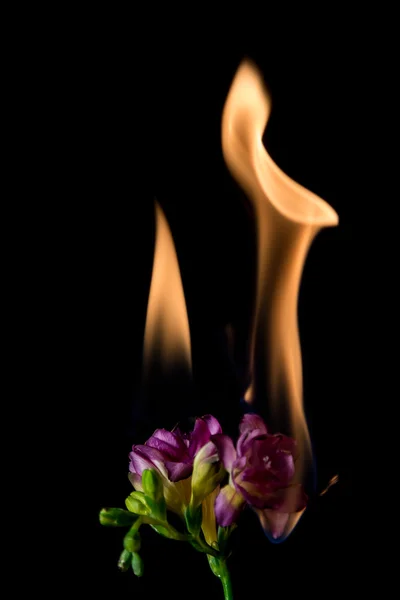 Freesia flower on fire — Stock Photo, Image