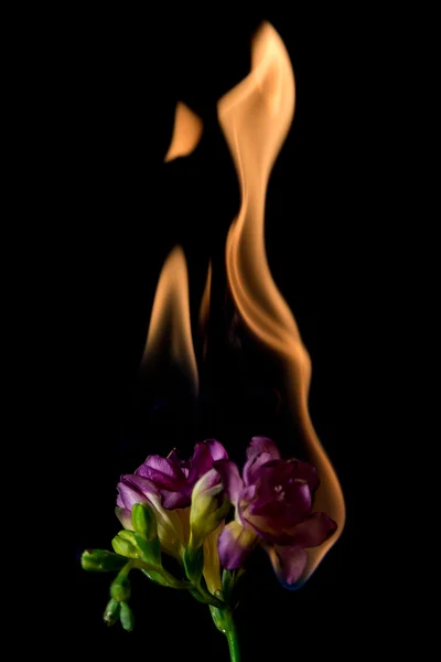 Freesia-Blume in Flammen — Stockfoto