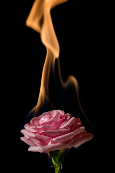 Róża na ogień — Zdjęcie stockowe