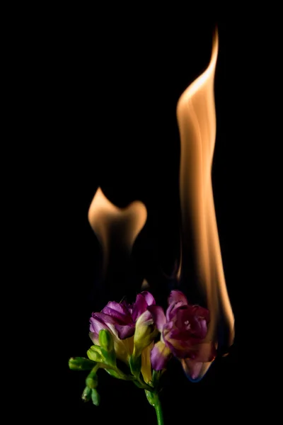 Freesia flower on fire — Stock Photo, Image