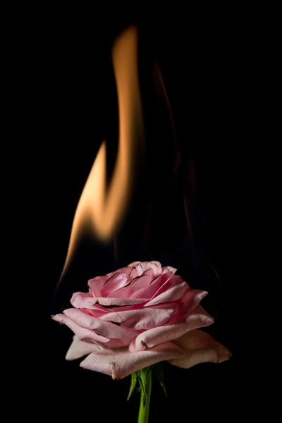 Róża na ogień — Zdjęcie stockowe
