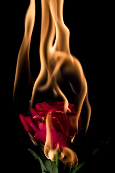 Rose yanıyor