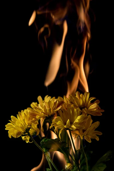 火の黄色い花 — ストック写真