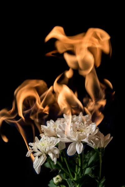 Λευκό λουλούδι στη φωτιά — Φωτογραφία Αρχείου