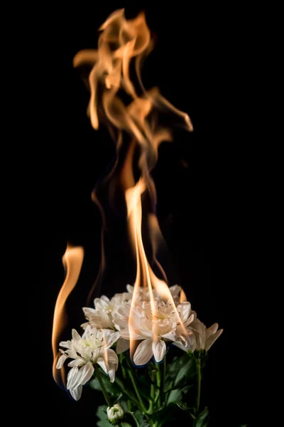 White flower on fire — Stock Photo, Image