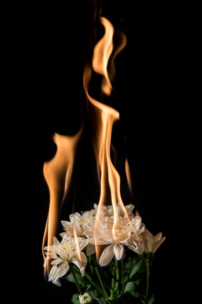 Weiße Blume in Flammen — Stockfoto