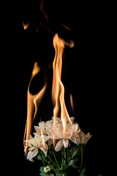 White flower on fire — Stock Photo, Image