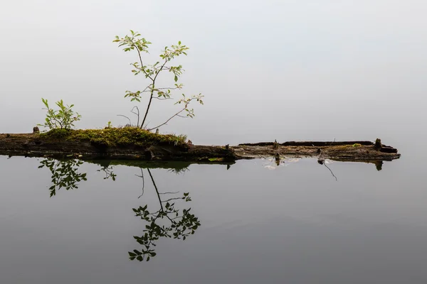 Log na água — Fotografia de Stock