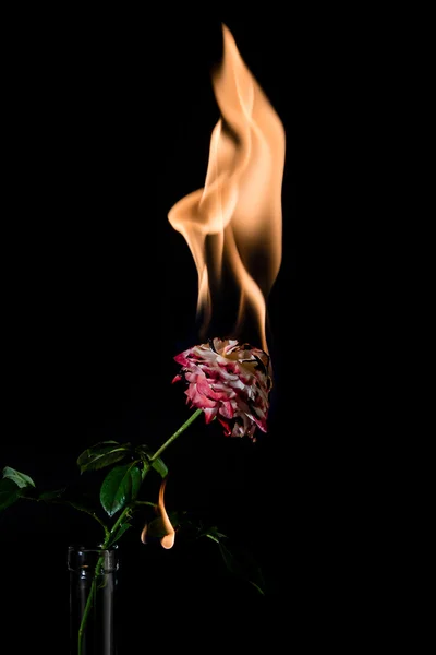 Rose on fire — Stock Photo, Image