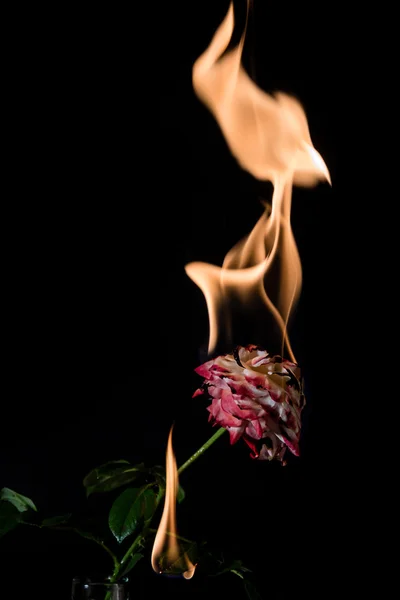 Rose on fire — Stock Photo, Image
