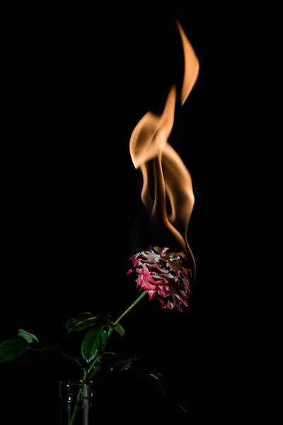 Rose on fire — Stock Photo, Image