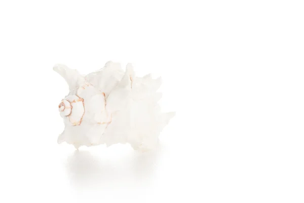 白色贝壳 — 图库照片