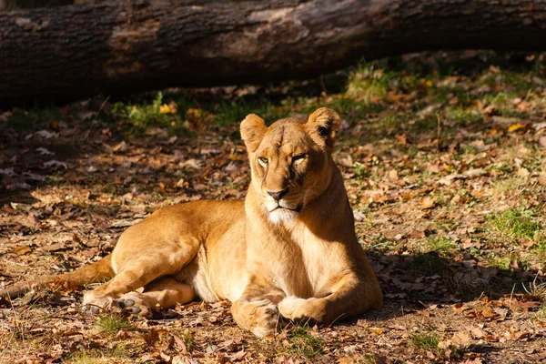 Female lion — Stock Photo, Image