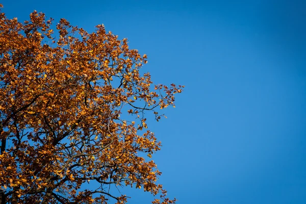 Árbol de otoño — Foto de Stock