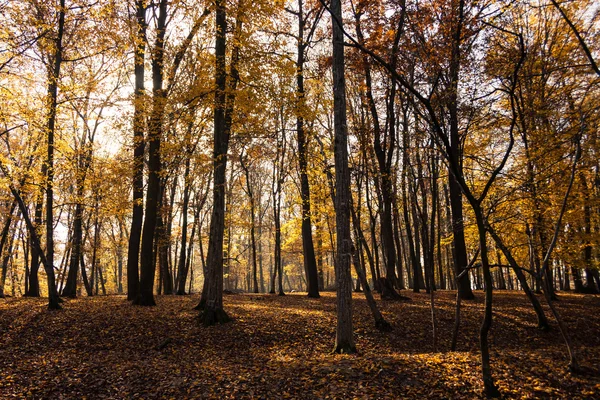 Autumn forest — Stock Photo, Image