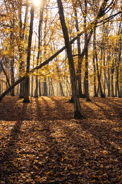 Herbstwald — Stockfoto