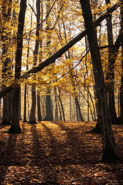 Herbstwald — Stockfoto