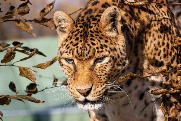 Panthera — Fotografia de Stock