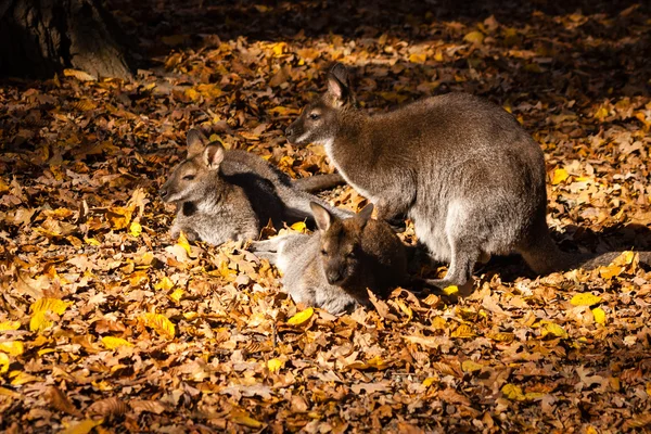 Kangaroos — Stock Photo, Image