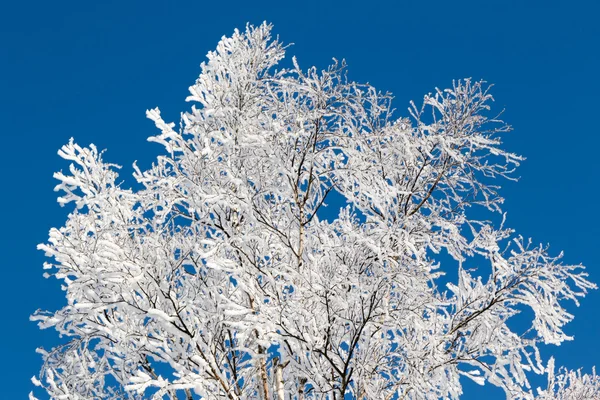 Bevroren boom — Stockfoto