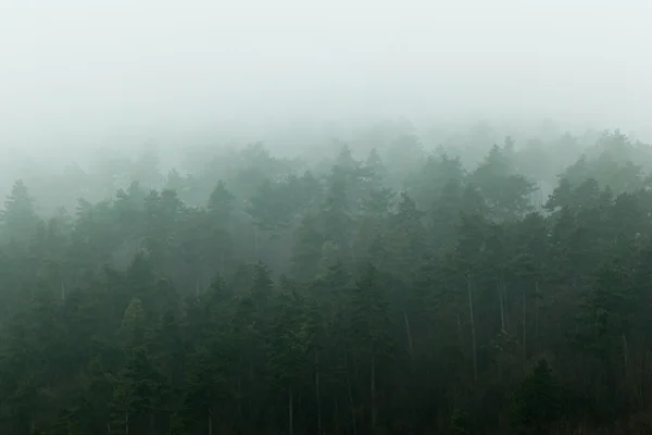 Forêt dans le brouillard — Photo