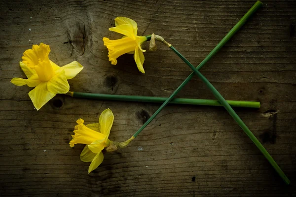 Tres flores narcisas sobre mesa marrón — Foto de Stock