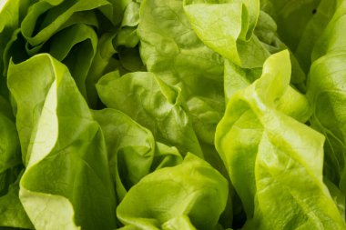 salata yakın çekim