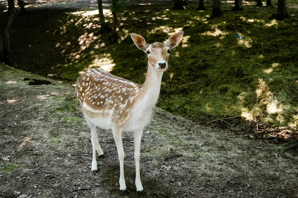 Rådjur — Stockfoto