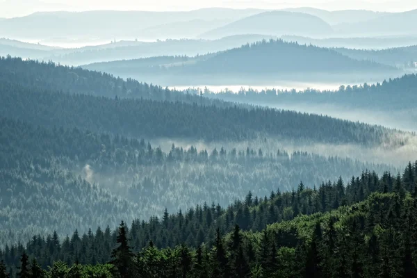 Paesaggio della foresta montana — Foto Stock