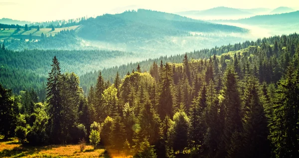 Bos berglandschap Rechtenvrije Stockfoto's