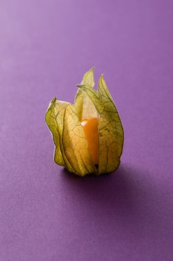 Physalis Menekşe arka plan üzerinde