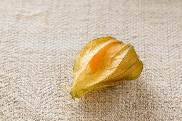 Physalis — Fotografia de Stock