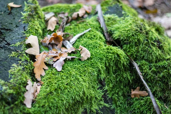 Őszi levelek és moha — Stock Fotó