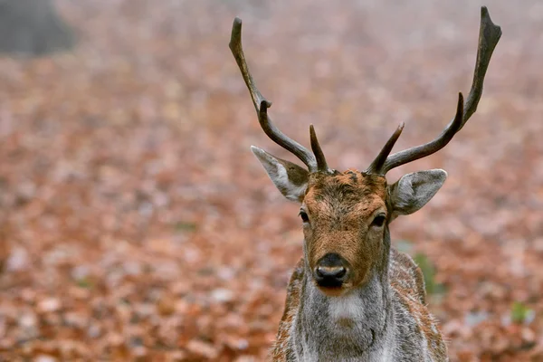 ヤングバック鹿鹿 — ストック写真
